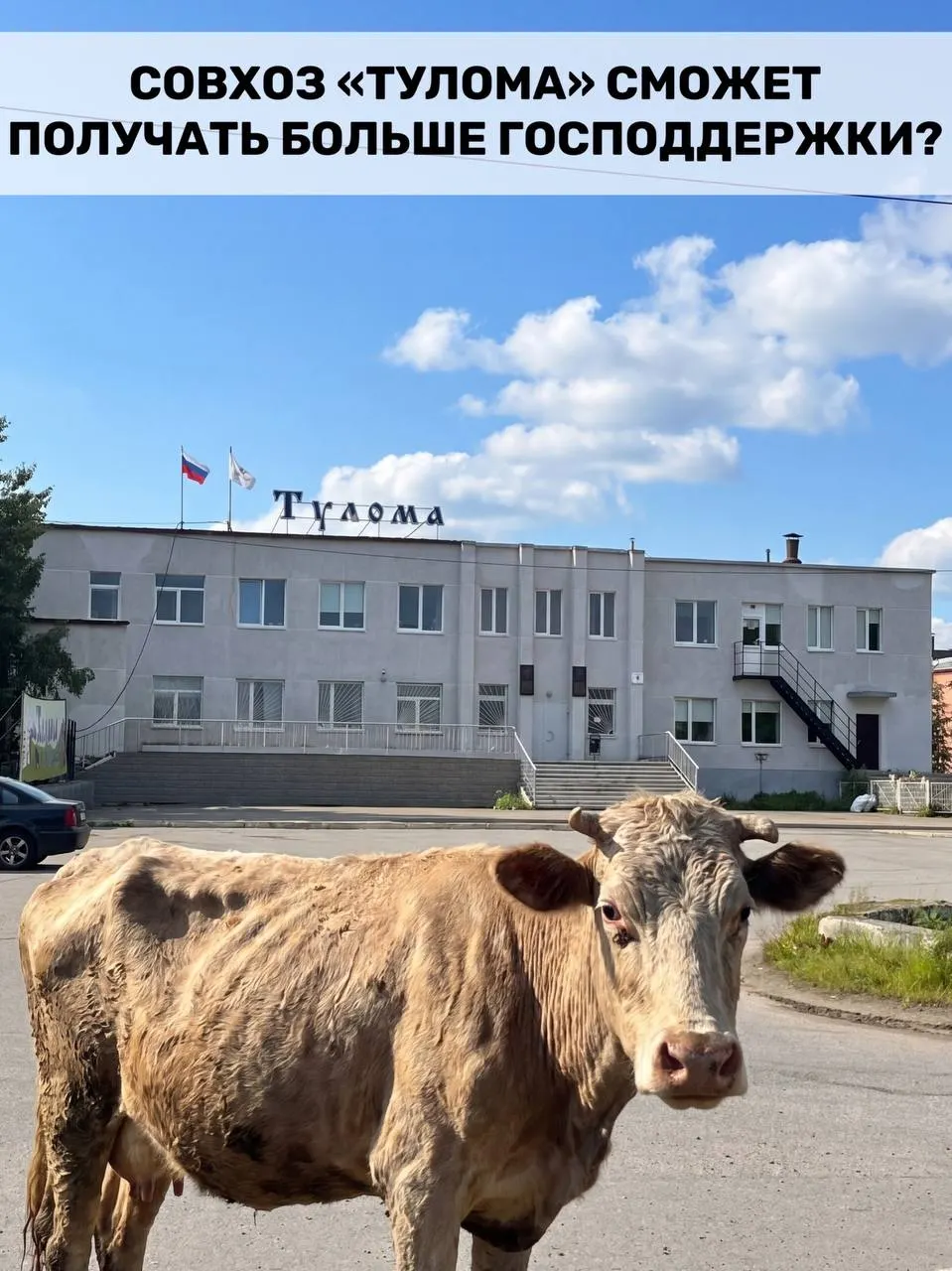 Минсельхоз расширил условия для получения субсидий молочным хозяйствам — теперь помощь доступна и предприятиям с более 25% государственной доли. Для Мурманской области это важно, но в Совхозе «Тулома» заявляют о критической ситуации: нехватке кормов, долгах, задержках зарплат и риске потери поголовья.