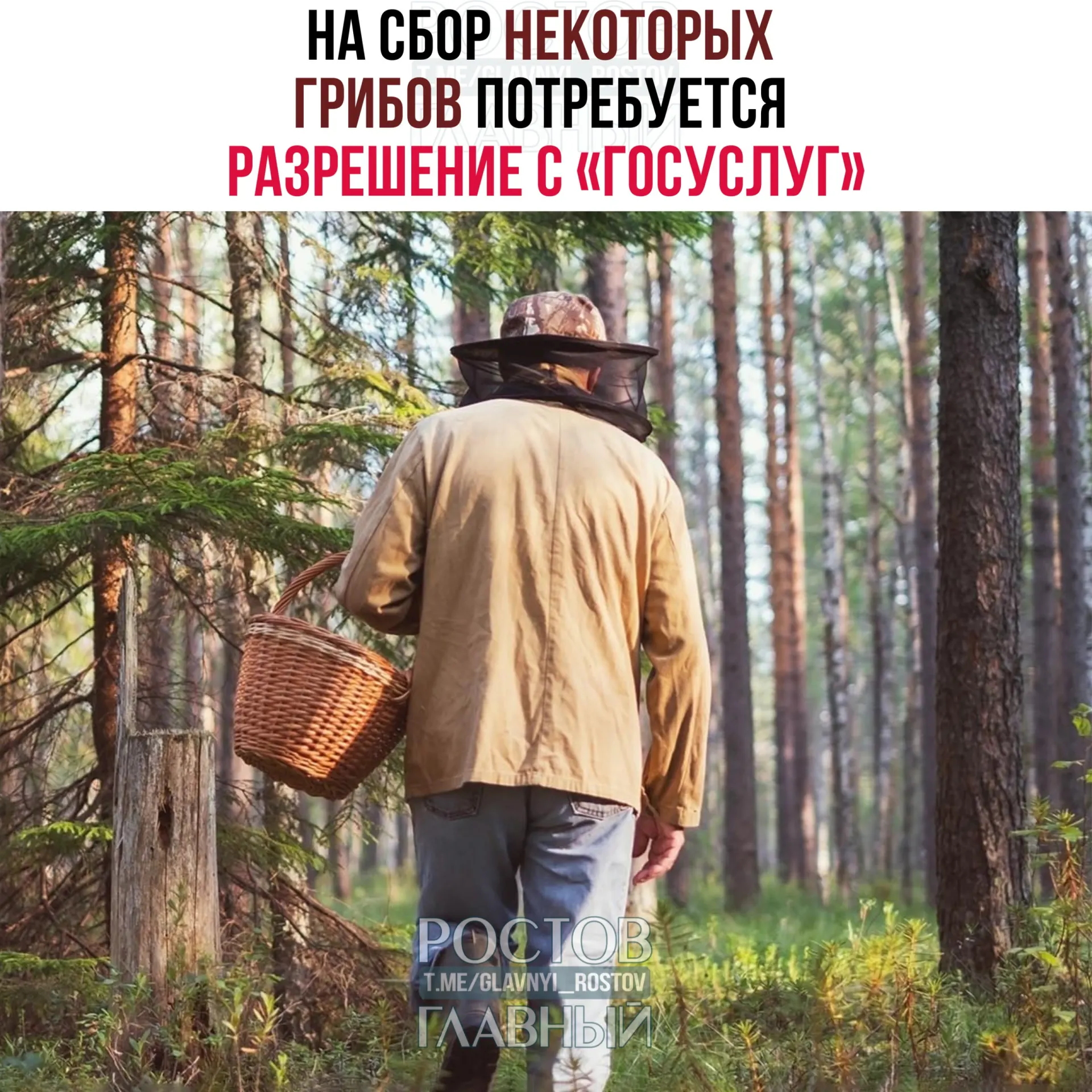 Для сбора некоторых редких видов грибов потребуется разрешение на портале «Госуслуги»: заявление будут рассматривать до 15 дней, а сбор краснокнижных грибов без пропуска повлечёт уголовную ответственность.