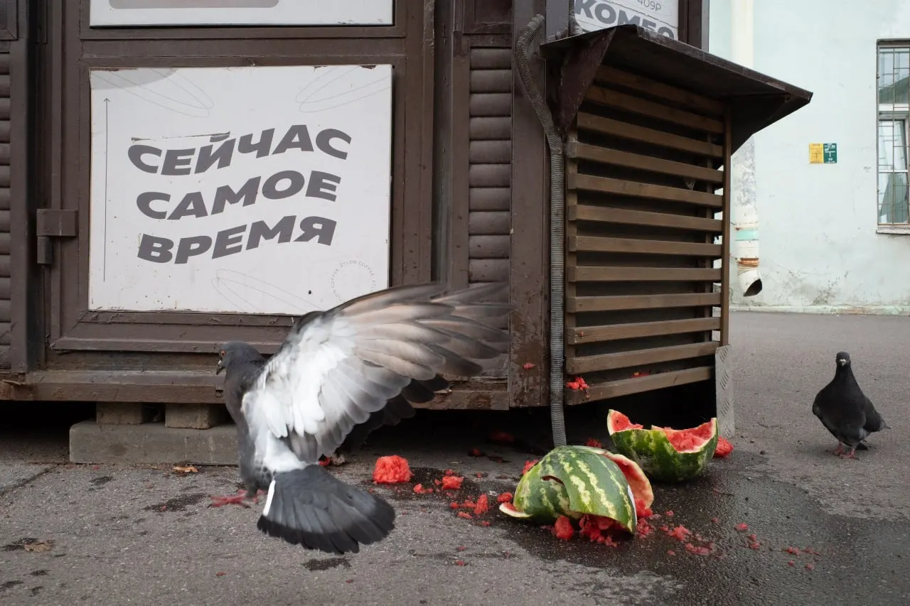 Коротко о событиях в Санкт-Петербурге, Ленобласти и на федеральном уровне: штраф за антивоенное высказывание, ход выборов и кадровые перестановки в Минобороны.