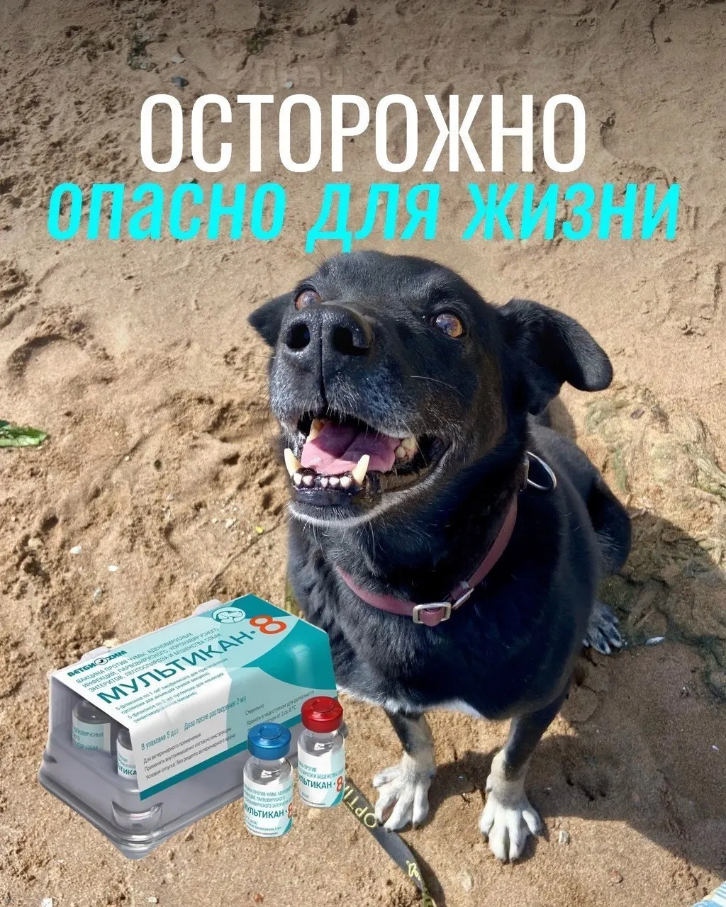 У привитых собак отмечаются судороги, тяжёлые осложнения и летальные исходы; часть партий вакцины изъята для проверки, причинная связь пока не доказана